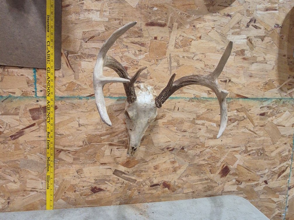 Taxidermy