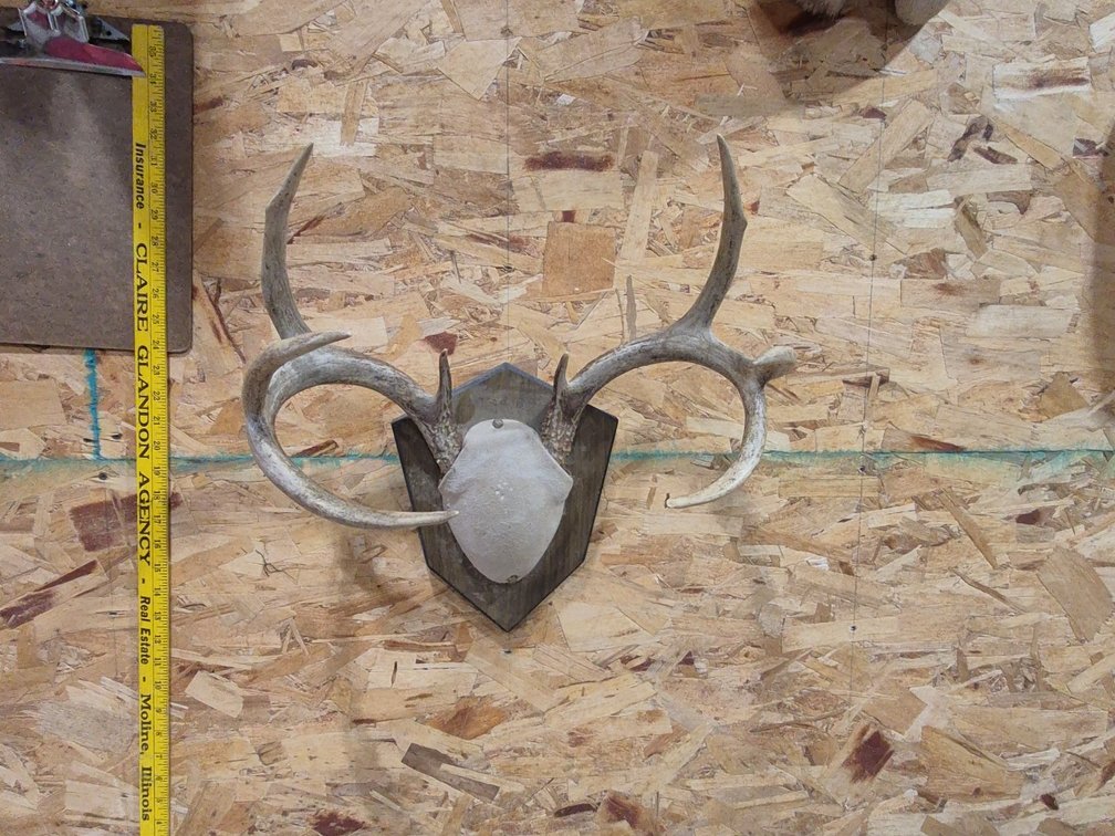 Taxidermy
