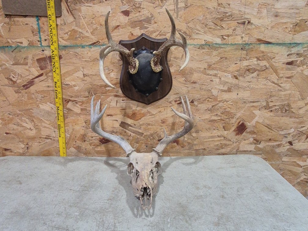 Taxidermy