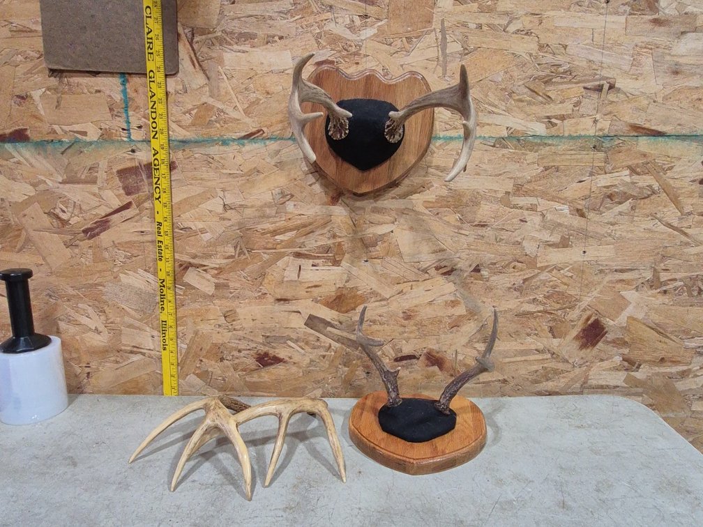 Taxidermy