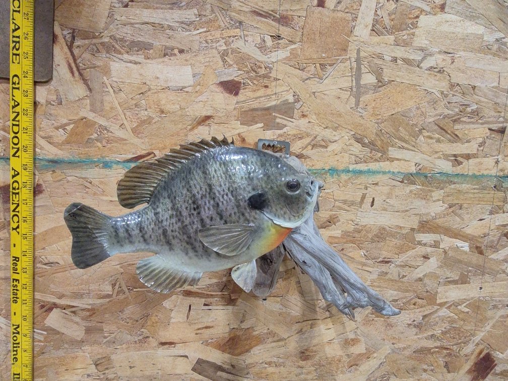 Taxidermy