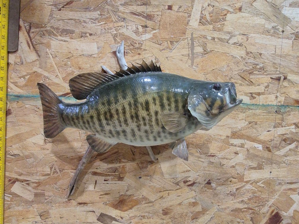 Taxidermy