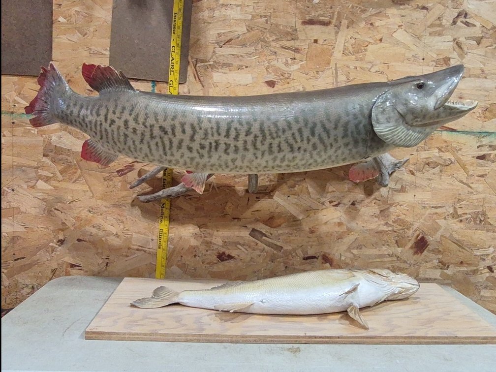 Taxidermy