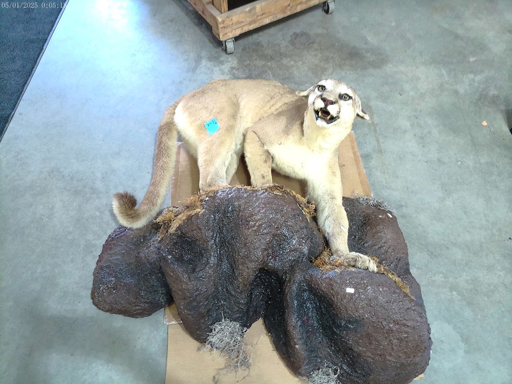 MOUNTAIN LION TAXIDERMY