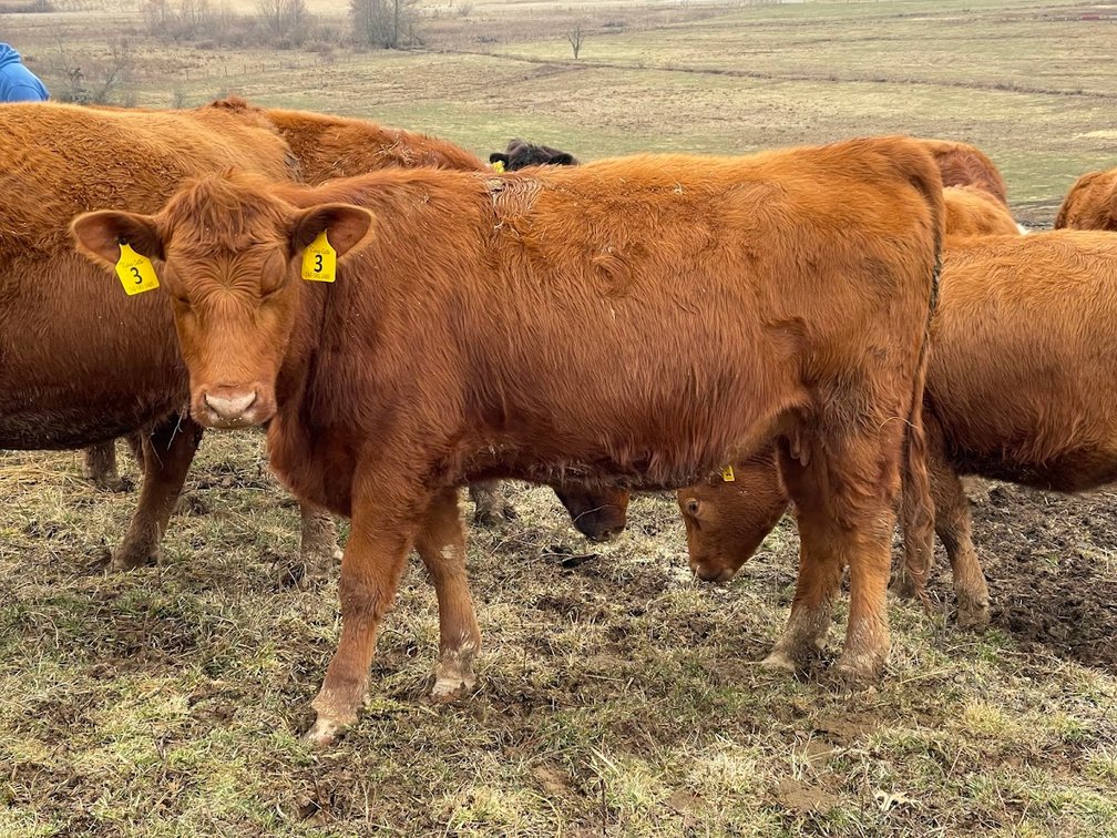 Lot 14