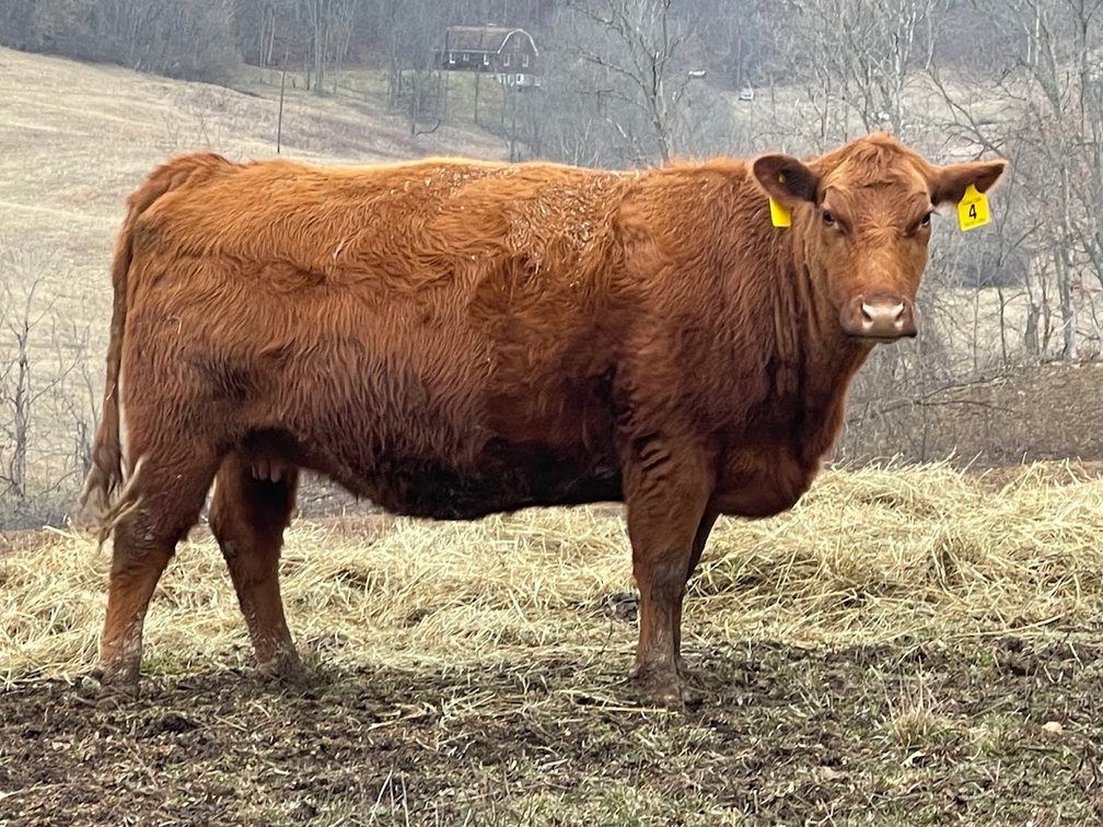 Lot 31