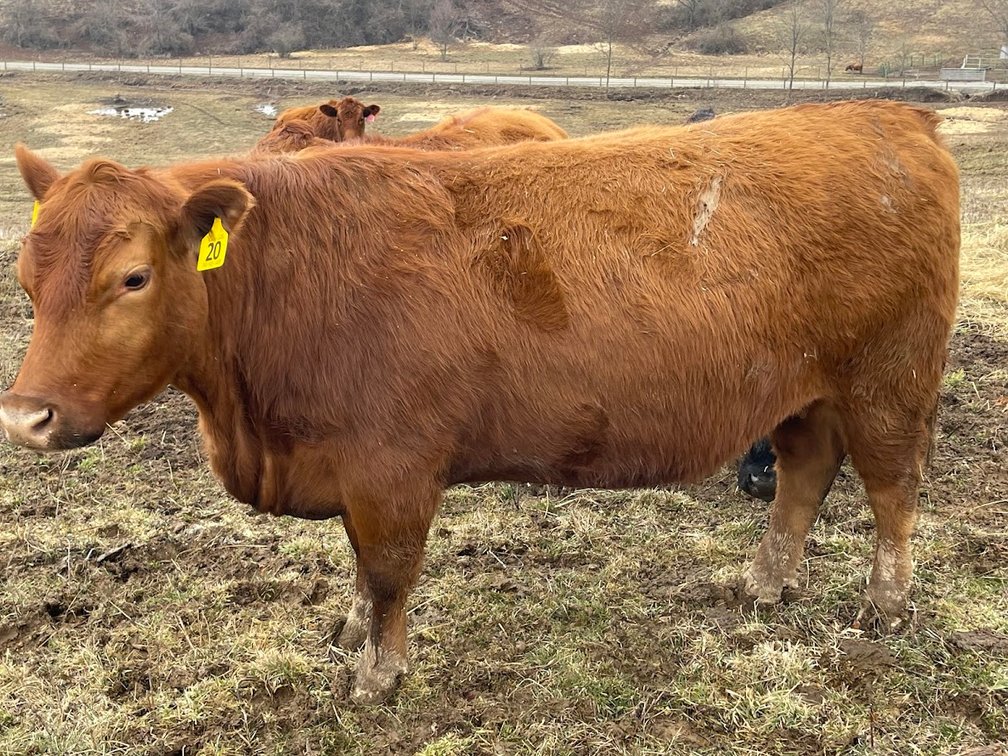 Lot 21