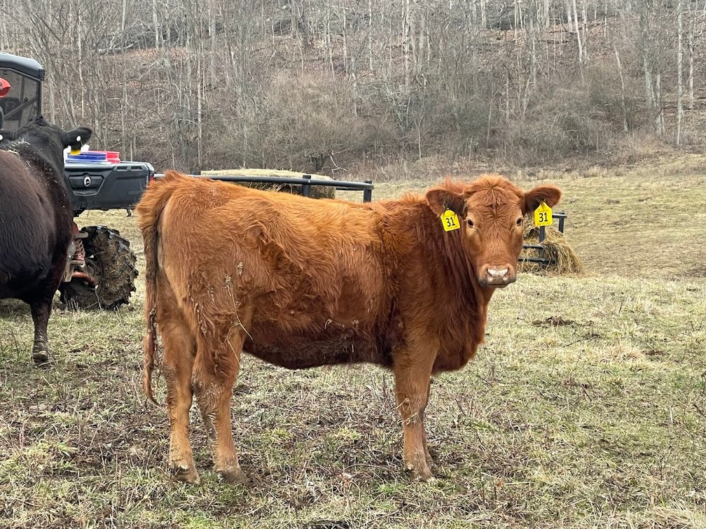 Lot 6