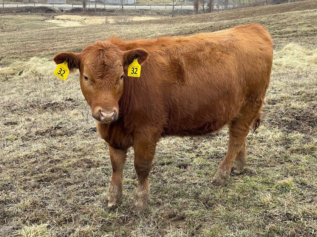 Lot 7
