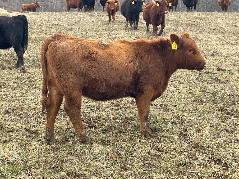 Lot 4
