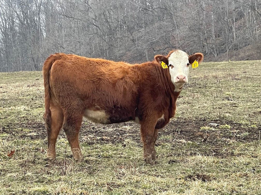 Lot 16