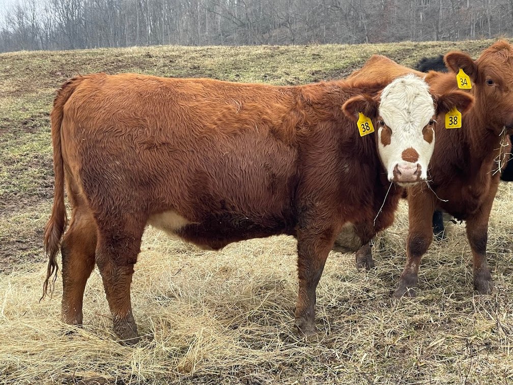 Lot 15