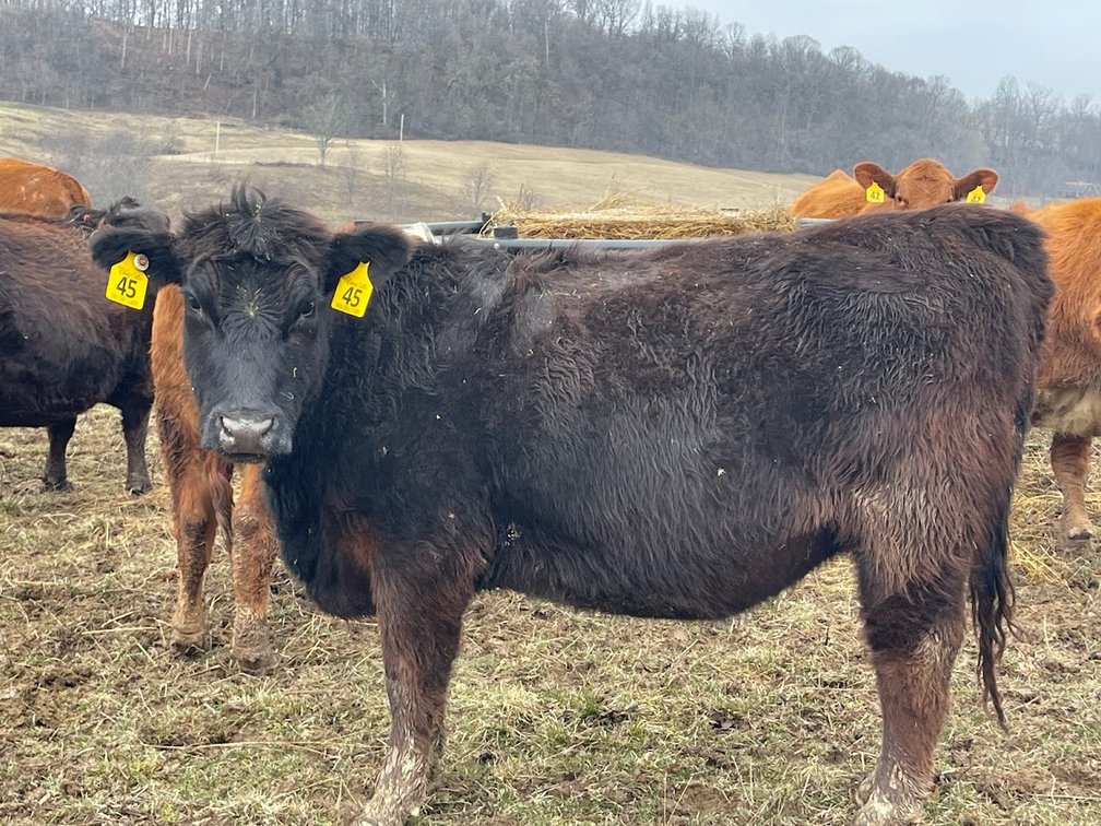 Lot 12