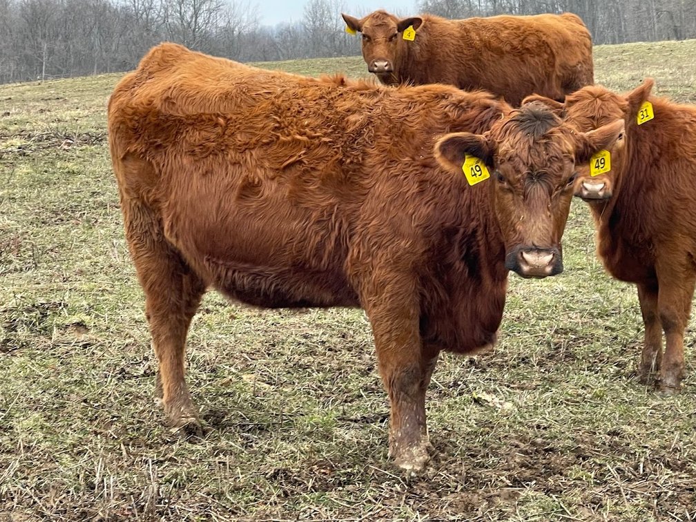 Lot 11