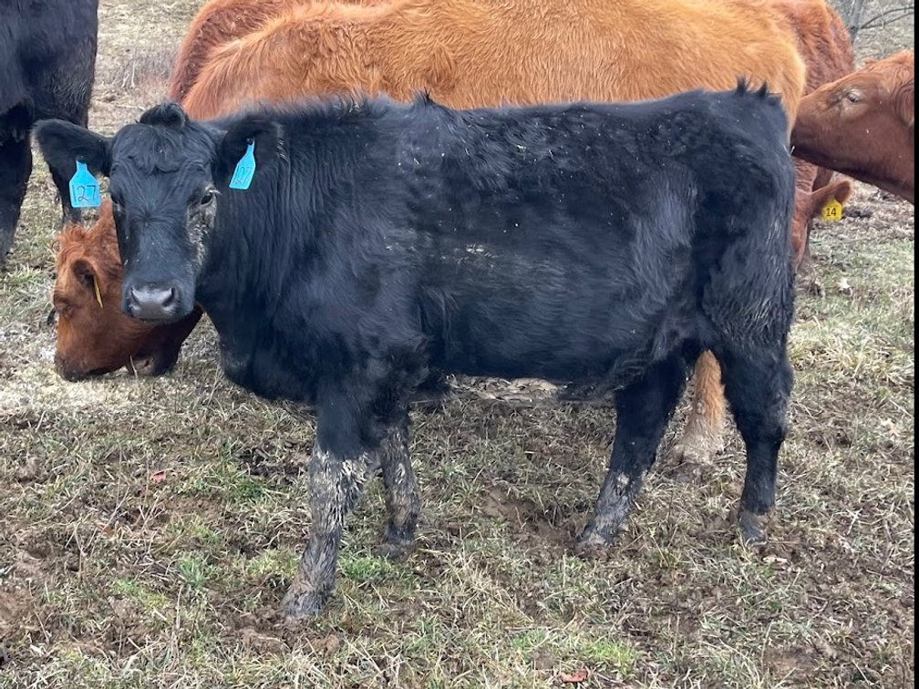 Lot 9