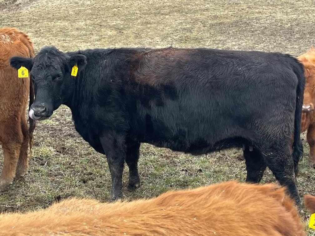 Lot 19