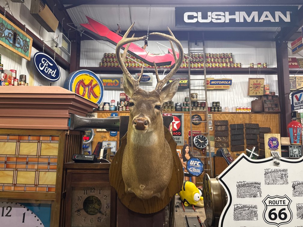 WHITETAIL DEER SHOULDER MOUNT