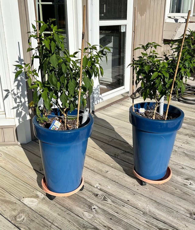 2 Pepper Plants in Plastic Pots 23"