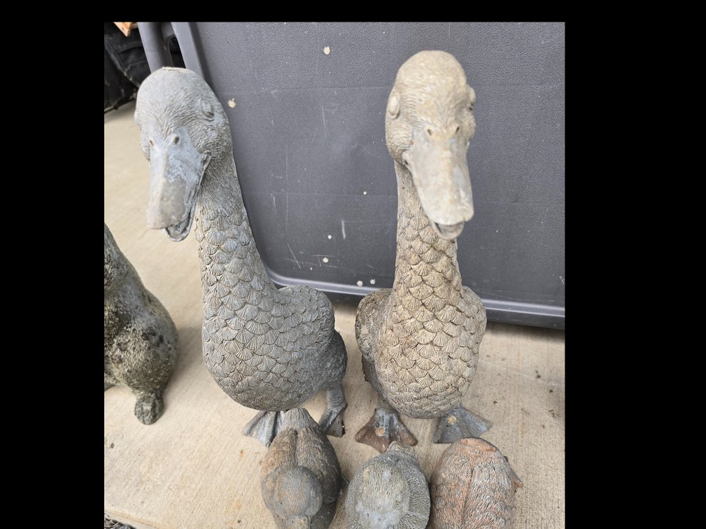 Ducks, porch or yard, some problems