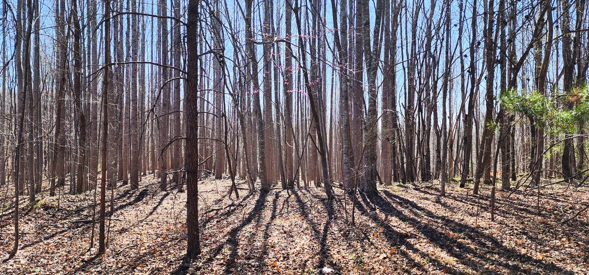 Image for 99 Acres in Henry County, VA