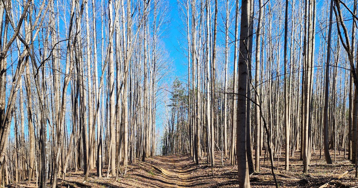 Image for 99 Acres in Henry County, VA