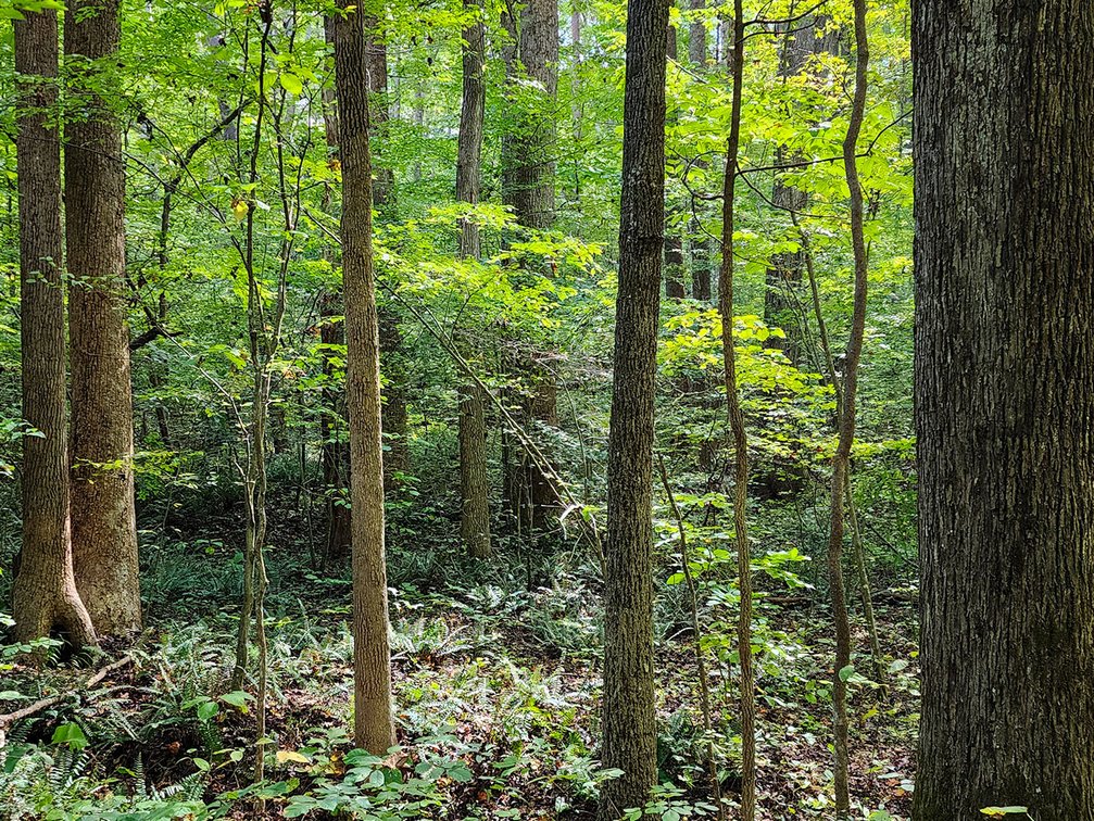 Image for 187 Acre Farm & Timberland