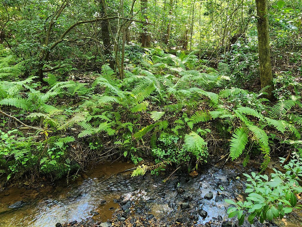 Image for Beautiful 80 Acres in Appomattox VA