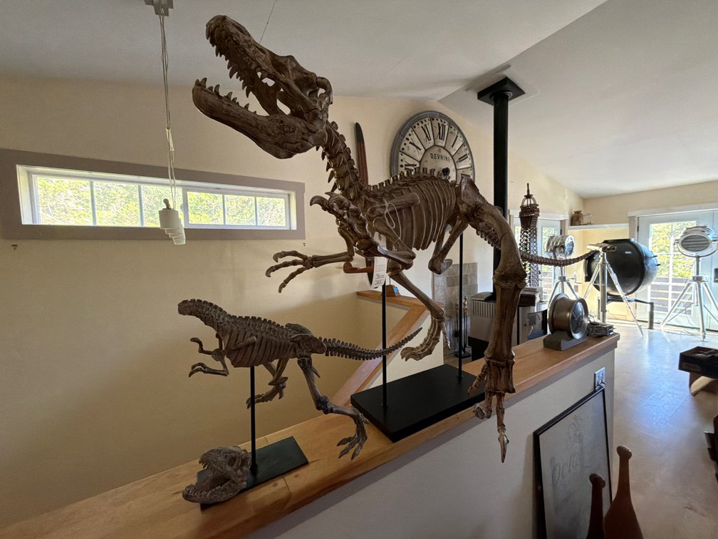 T-Rex Skeleton Display