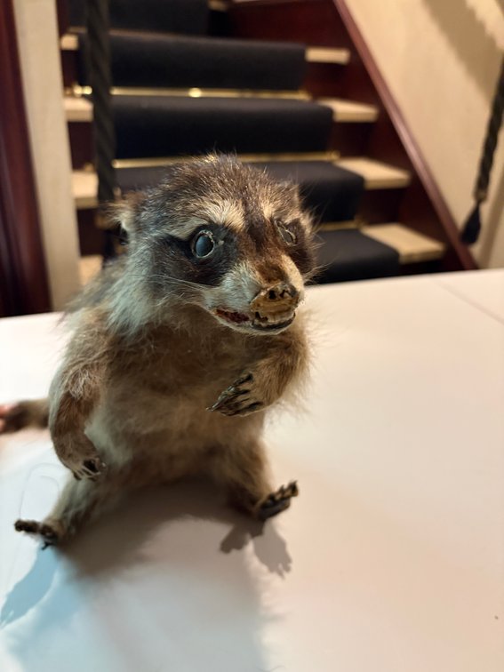 Zone 1-F- Taxidermy Raccoon & Skunk