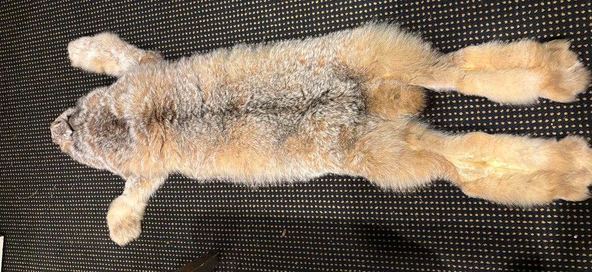 Zone 1-BE- Tanned Animal Fur Pelt