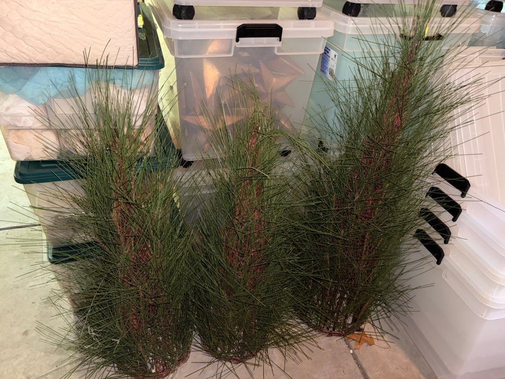 Zone 2-G- Artificial Tabletop Pine Trees