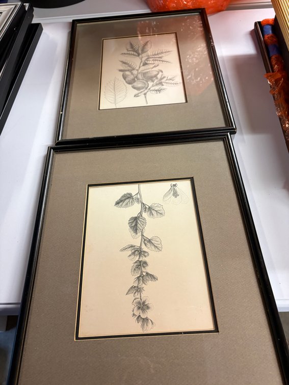 Zone 3-CG- Framed Botanical Prints
