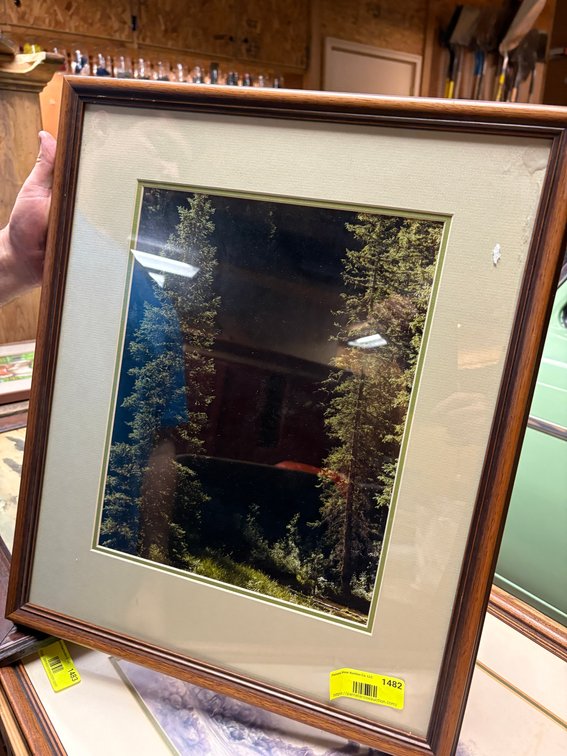 Zone 3-CG- Framed Print of Evergreen Trees