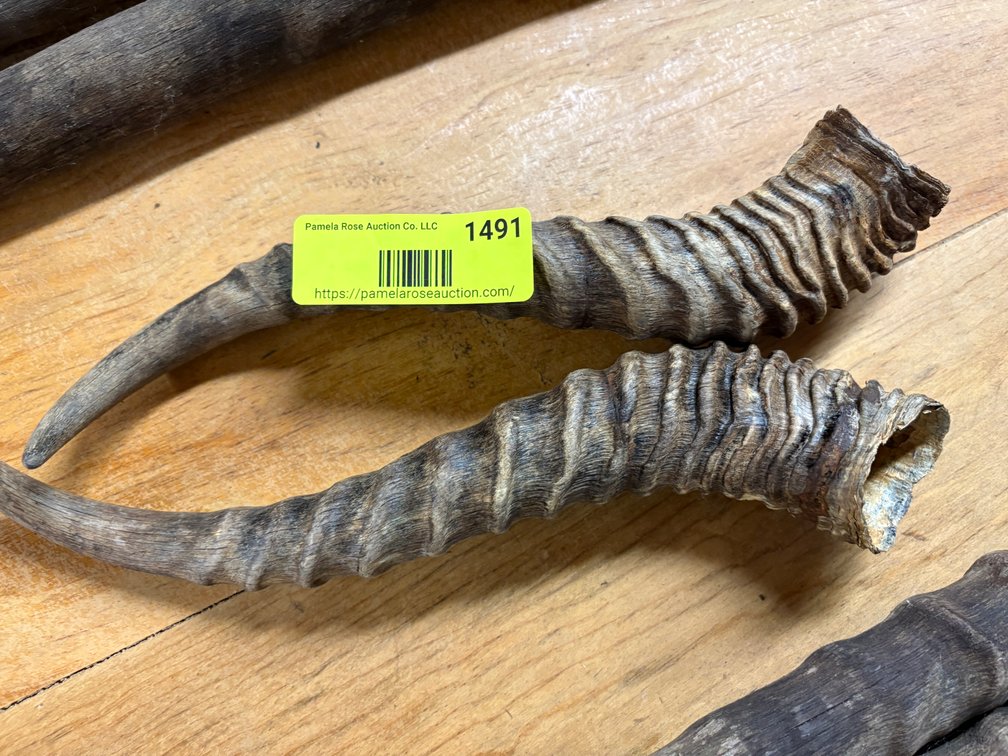 Zone 3-CG- Antelope Horns