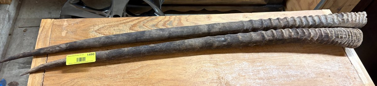 Zone 3-CG- Antelope Horns