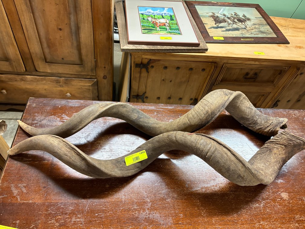 Zone 3-CG- Antelope Horns
