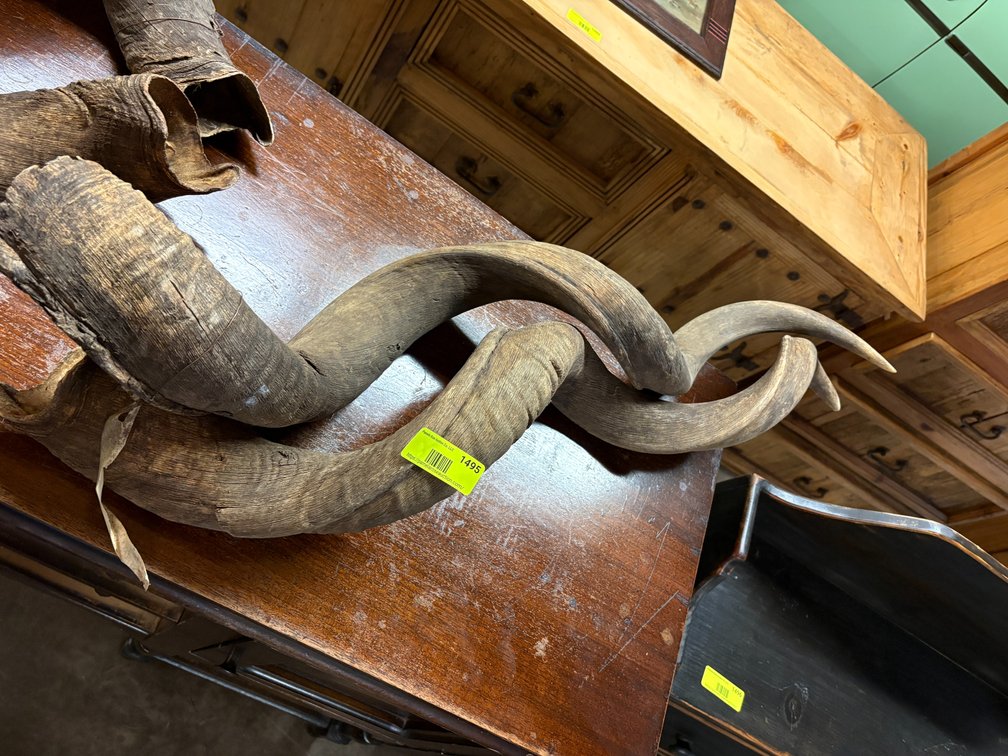 Zone 3-CG- Antelope Horns