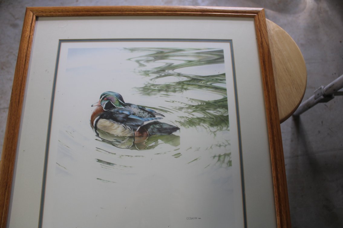 Wood Duck Print
