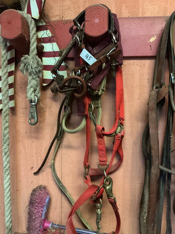 Group of Horse Halters