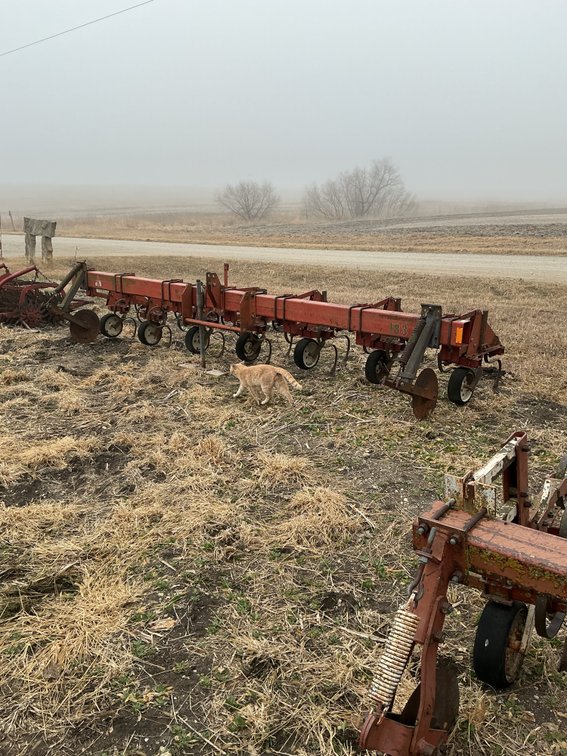 International 6R30" Cultivator