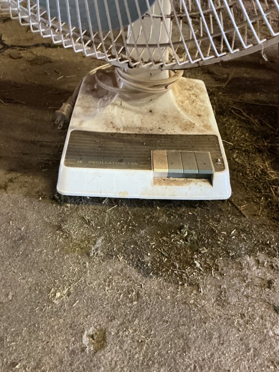 14" Oscillating Fan