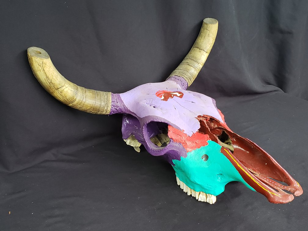 Painted Steer Skull with Horns