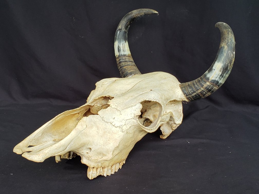 Natural Bone Bovine Skull with Ridged Horns