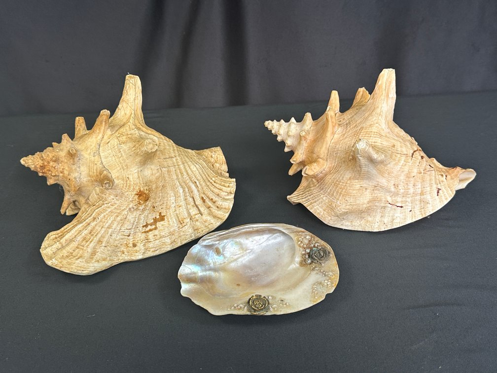 Natural Conch Shells, Shell Dish, and Hinged Trinket Box