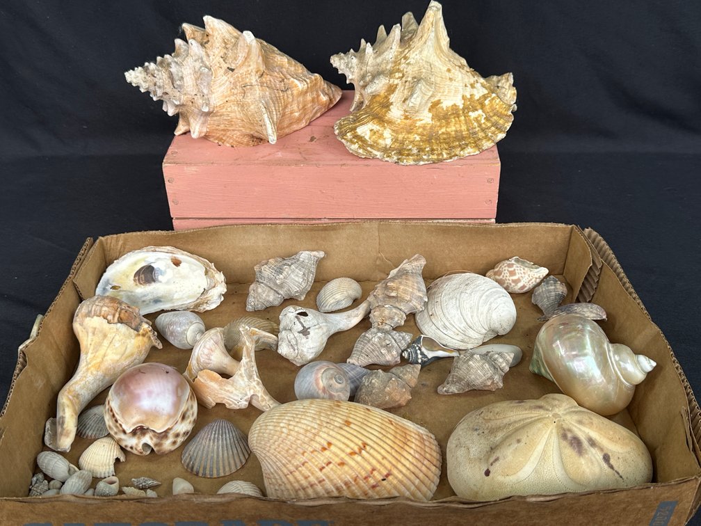 Natural Conch Shells, Sea Biscuit, Marine Shells, and Box
