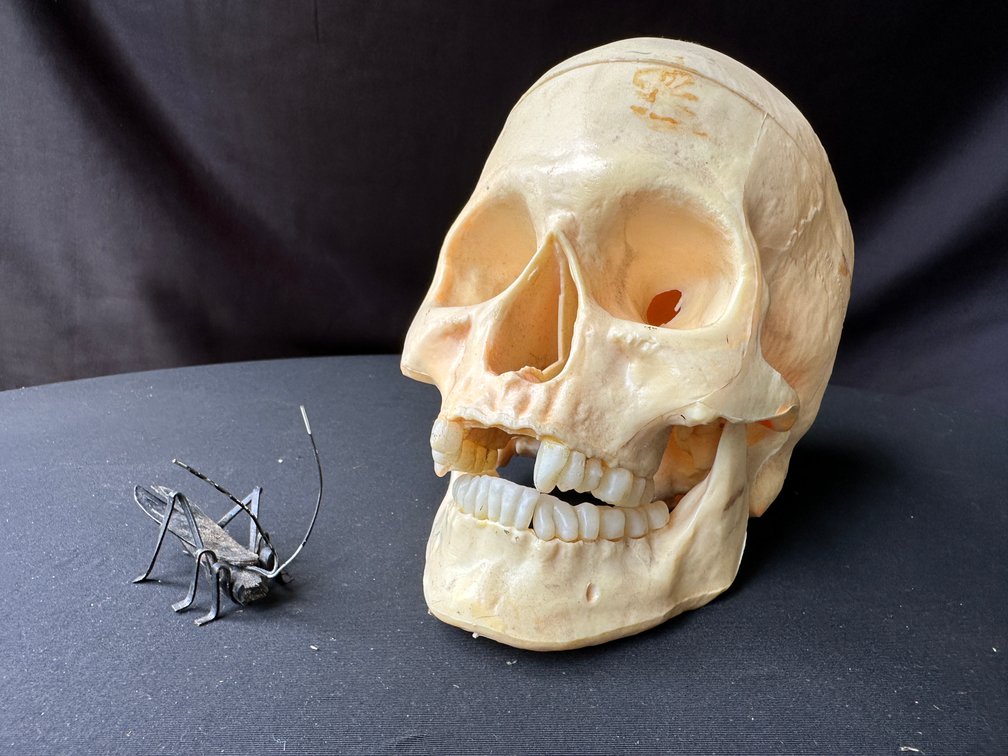 Anatomical Human Skull Model and Metal Insect Figurine