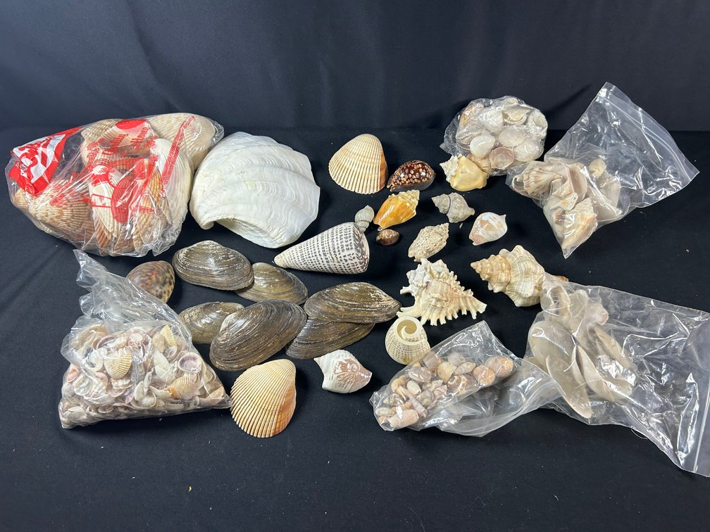 Shells, Shells, Shells
