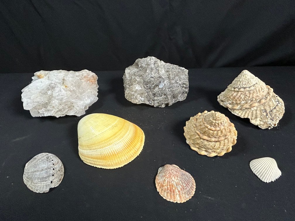 Chunks of Minerals and Sea Shells