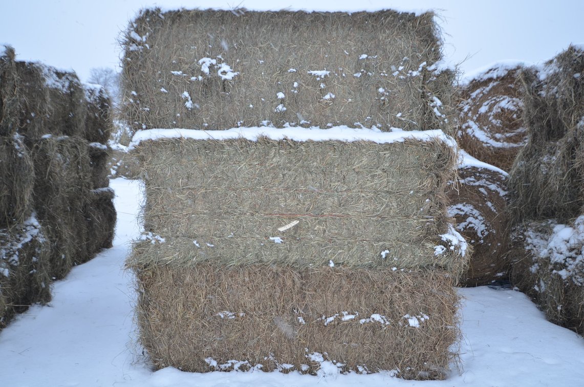 Hay - Large Squares, 1st Crop
