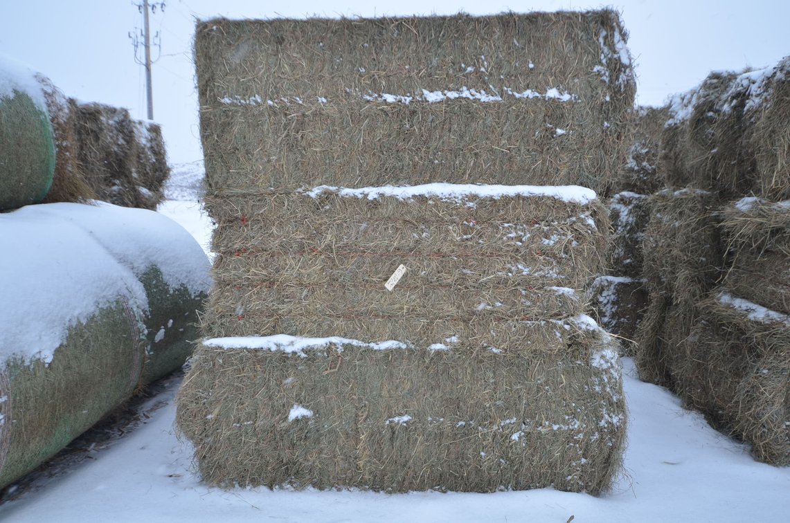 Hay - Large Squares, 1st Crop